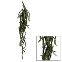 Ramo di cactus pendente 10,2x10,2 cm, altezza 76,2 cm