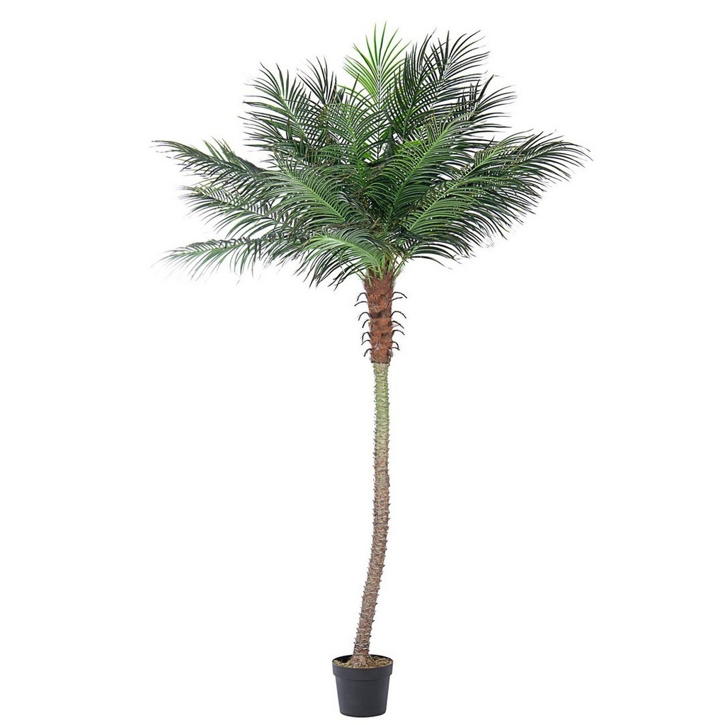 pianta palma c-vaso 21foglie h300