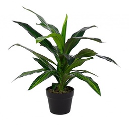 [S-B0172728] 2x Pianta Dracena C-Vaso 24Foglie H65