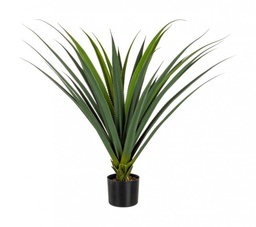 [S-B0172433] 2x Pianta Ruscaceae C-Vaso 28Foglie H90Cm