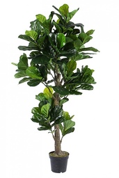 [S-B0172637] Decorazione casa pianta Ficus Lyrata con vaso